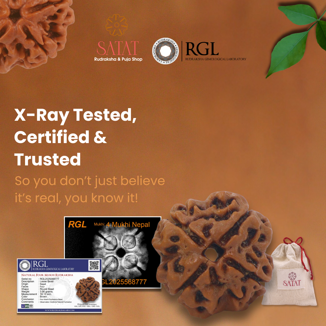 4 Mukhi Rudraksha Bead | with Xray & Lab Certificate | Nepal Origin