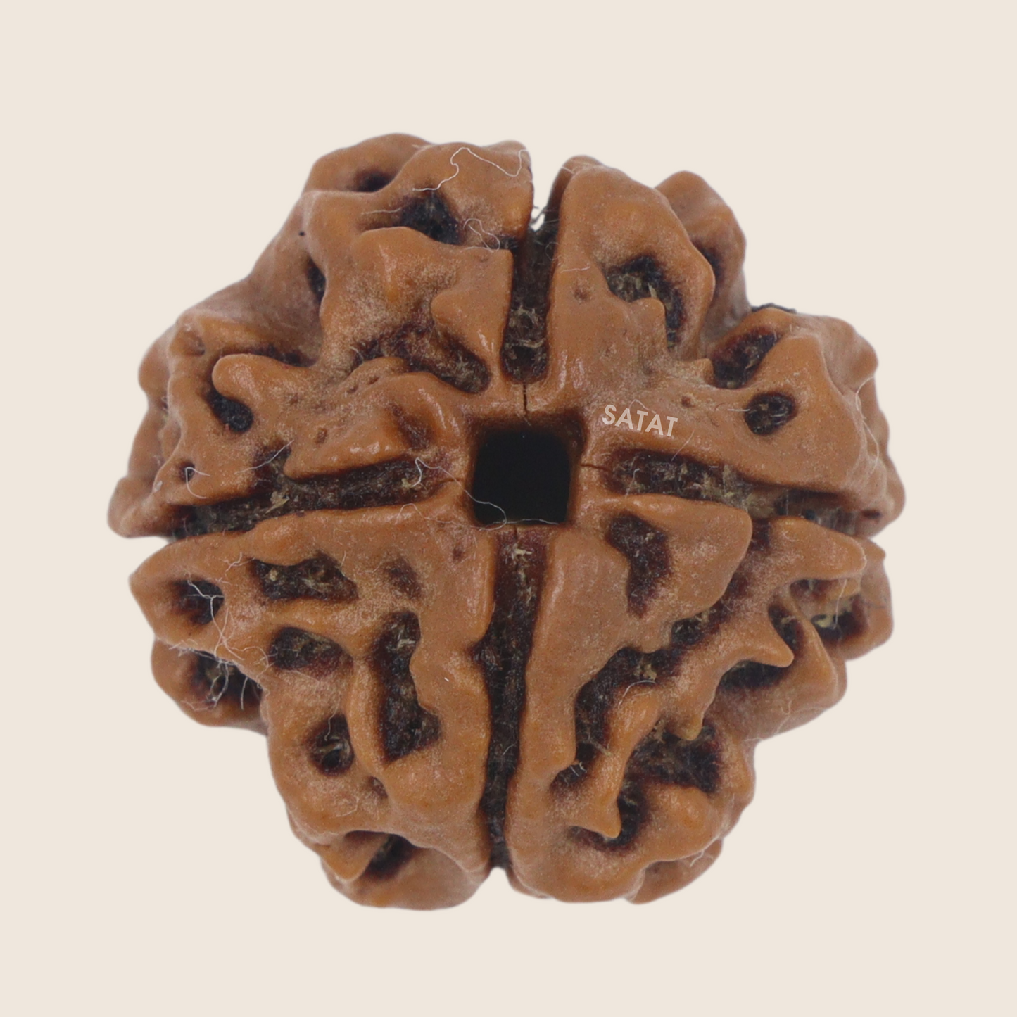 4 Mukhi Nepal Rudraksha Bead | Premium Size | with Certificate