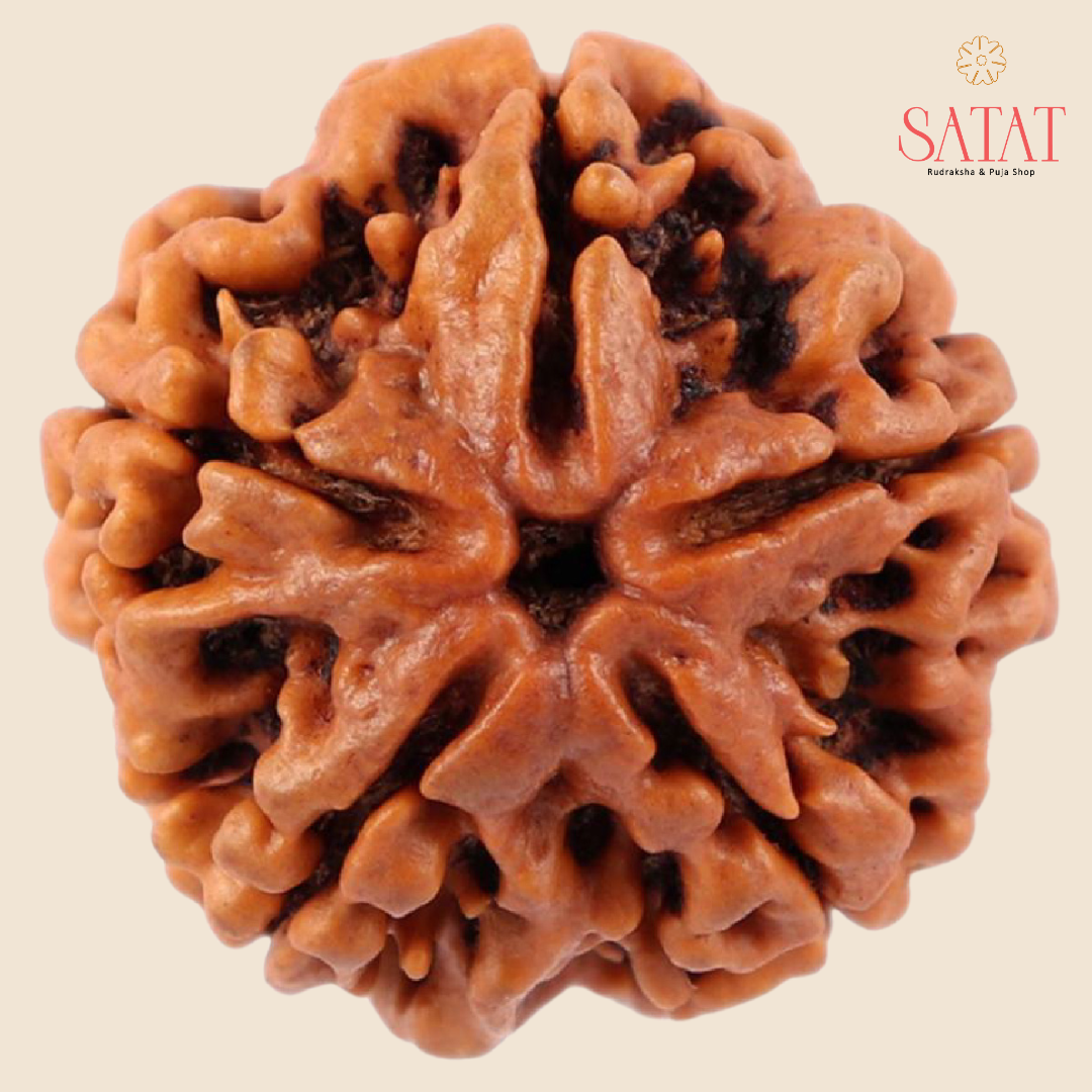5 Mukhi Nepal Rudraksha with X-Ray & Lab Report