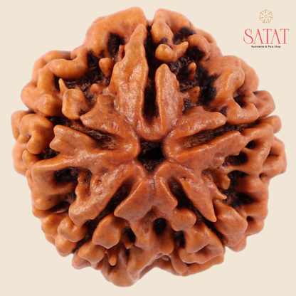 5 Mukhi Nepal Rudraksha with X-Ray & Lab Report