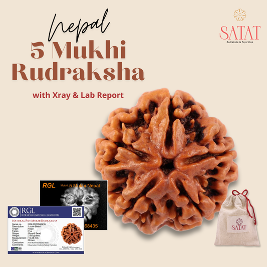 5 Mukhi Nepal Rudraksha with X-Ray & Lab Report