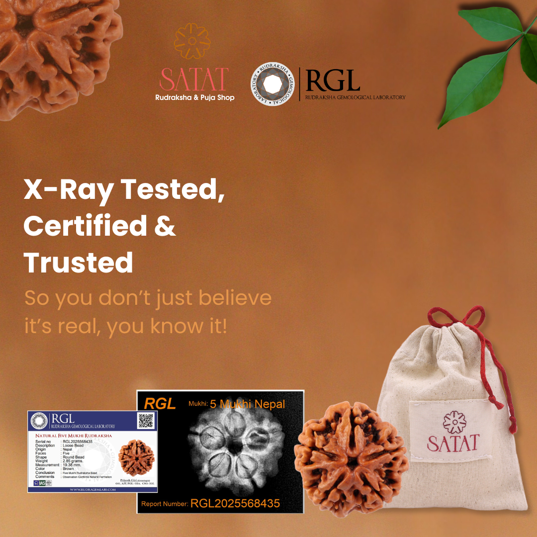 5 Mukhi Nepal Rudraksha with X-Ray & Lab Report