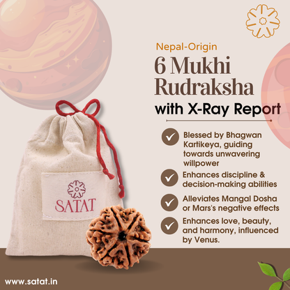 Authentic 6 Mukhi Nepal Rudraksha | Lab & X-Ray Certified | Nepal Origin
