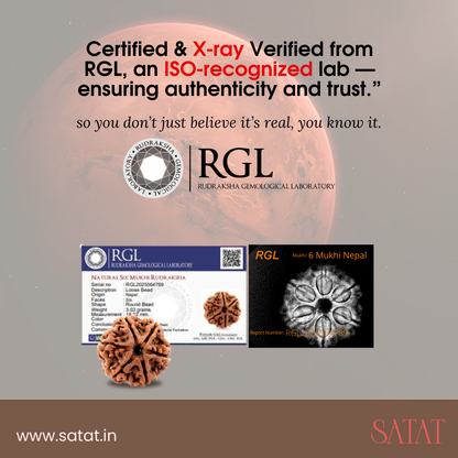Authentic 6 Mukhi Nepal Rudraksha | Lab & X-Ray Certified | Nepal Origin