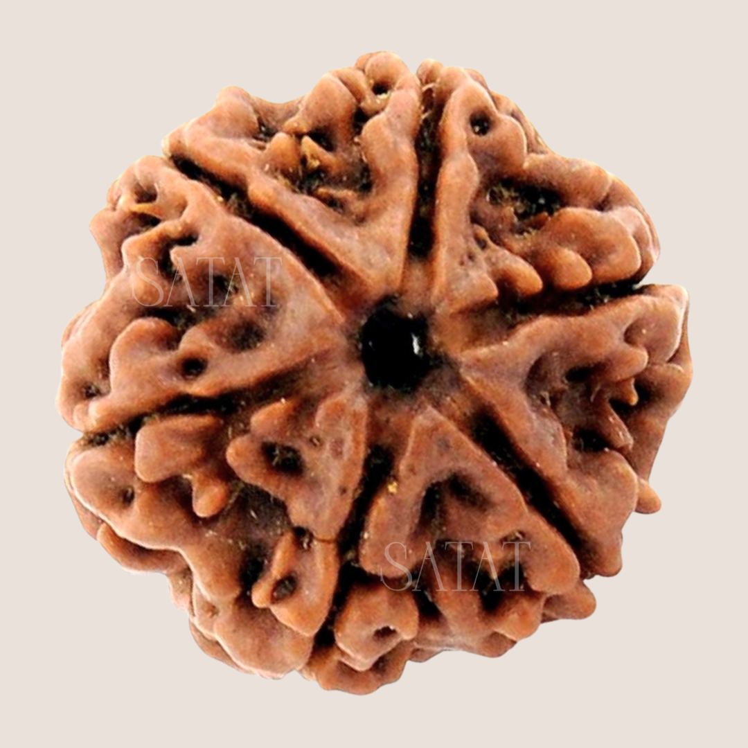 Authentic 6 Mukhi Nepal Rudraksha | Lab & X-Ray Certified | Nepal Origin