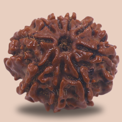 9 Mukhi Nepal Rudraksha Original Certified Bead by Satat Blessed by maa durga, mitigates effects of Malefic Rahu, For Courage & Bravery