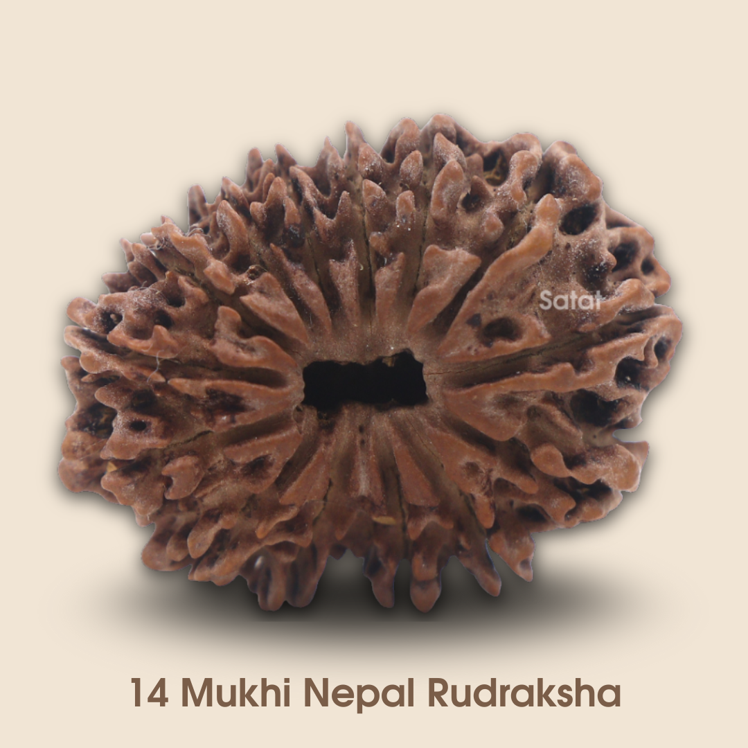 Natural 14 Mukhi Rudraksha Bead | Nepal Origin | Certfired by an ISO-recognised Lab- RGL | Exclusive Collecter Bead | Bead Size: 32mm (approx)