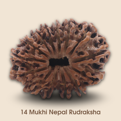 Natural 14 Mukhi Rudraksha Bead | Nepal Origin | Certfired by an ISO-recognised Lab- RGL | Exclusive Collecter Bead | Bead Size: 32mm (approx)