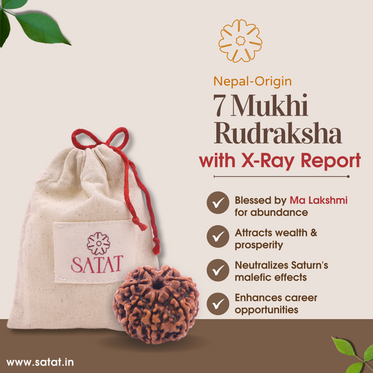 Original 7 Saat Mukhi Rudraksha Bead with X-Ray Report | nepalese Origin | 18-22 mm | RGL Certified