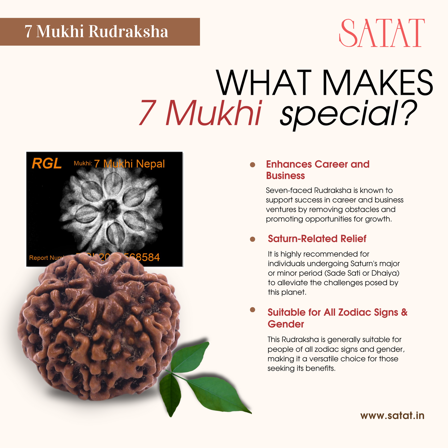 Original 7 Saat Mukhi Rudraksha Bead with X-Ray Report | nepalese Origin | 18-22 mm | RGL Certified