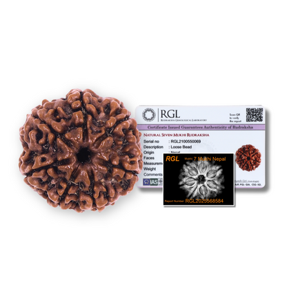 Original 7 Saat Mukhi Rudraksha Bead with X-Ray Report | nepalese Origin | 18-22 mm | RGL Certified