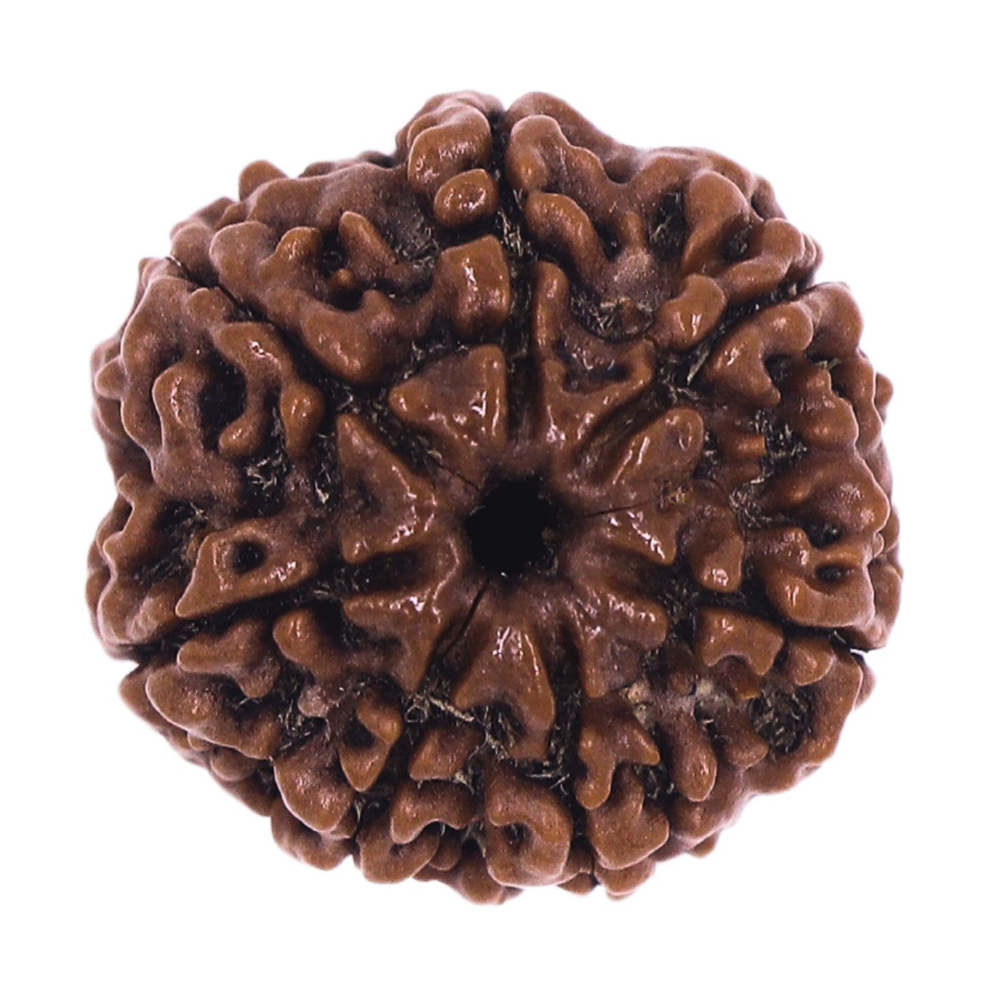 100% Original 7 Mukhi Rudraksha Bead sourced from Nepal 15-22mm size for wealth, prosperity & Success by SATAT