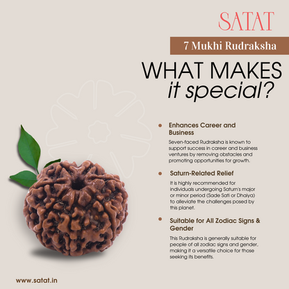 100% Original 7 Mukhi Rudraksha Bead sourced from Nepal 15-22mm size for wealth, prosperity & Success by SATAT (saat Mukhi, Seven Face Rudraksha Bead)