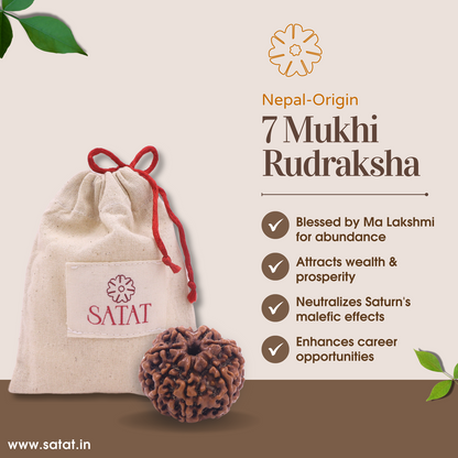 100% Original 7 Mukhi Rudraksha Bead sourced from Nepal 15-22mm size for wealth, prosperity & Success by SATAT (saat Mukhi, Seven Face Rudraksha Bead)