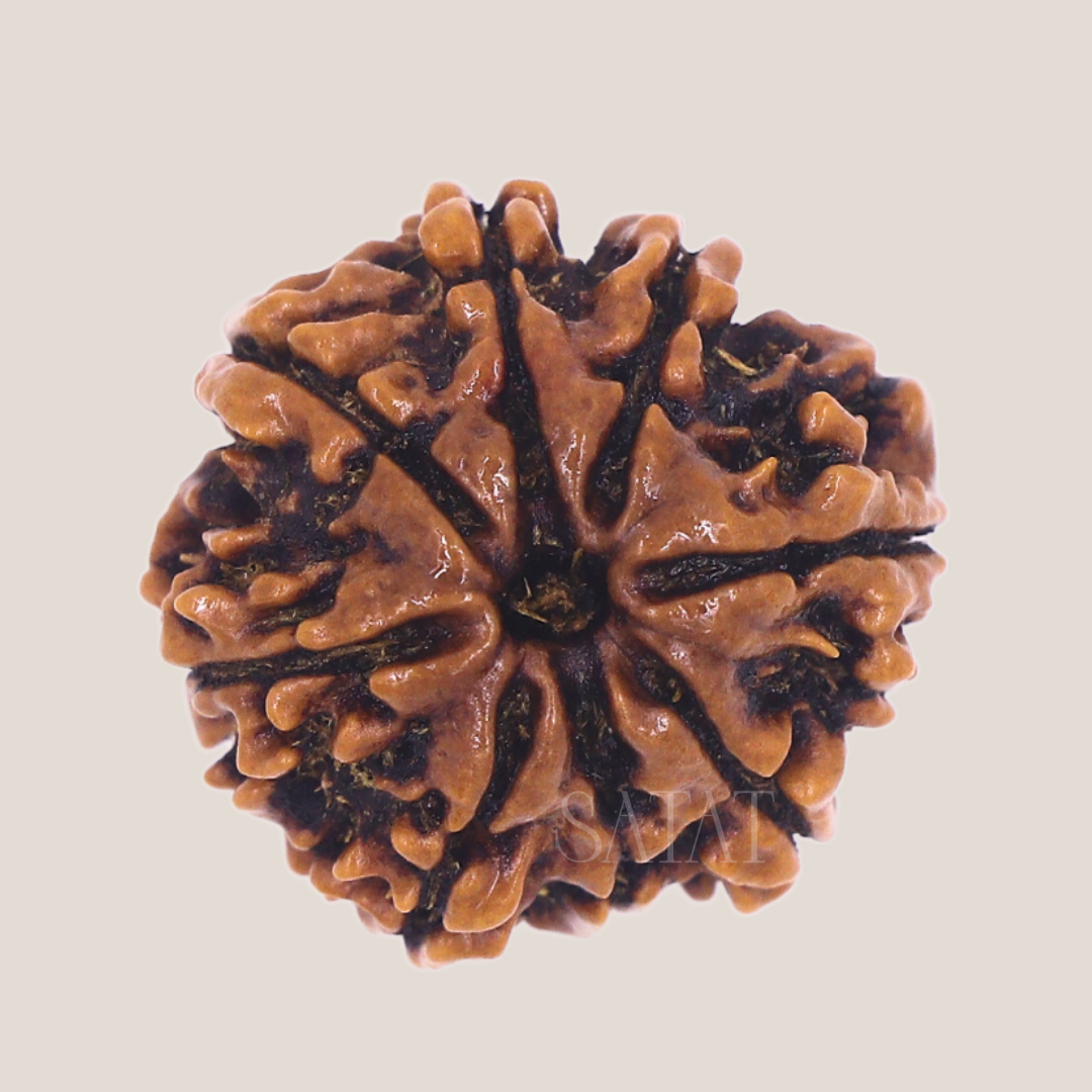 original 8 Mukhi rudraksha sourced from Nepal, certified by Iso-recognised Lab (RGL). 18-30mm Size. SHop from SATAT rudraksha & puja shop online. Eight Face Rudrahsa Aath Mukhi 