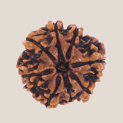 original 8 Mukhi rudraksha sourced from Nepal, certified by Iso-recognised Lab (RGL). 18-30mm Size. SHop from SATAT rudraksha & puja shop online. Eight Face Rudrahsa Aath Mukhi 