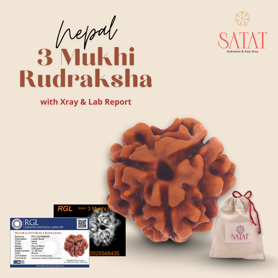 3 Mukhi Nepal Rudraksha