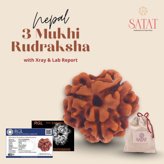 3 Mukhi Nepal Rudraksha