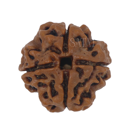 4 Mukhi Nepal Rudraksha Bead | Premium Size | with Certificate