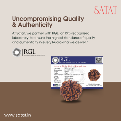 original 8 Mukhi rudraksha sourced from Nepal, certified by Iso-recognised Lab (RGL). 18-30mm Size. SHop from SATAT rudraksha & puja shop online. Eight Face Rudrahsa Aath Mukhi 