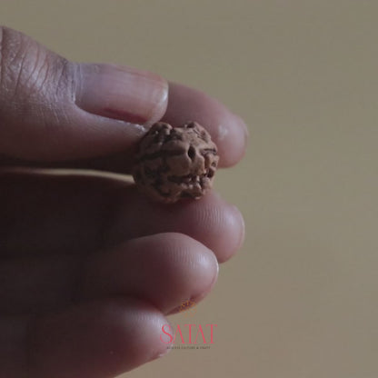 2 Mukhi Rudraksha Nepal Origin Collector Bead