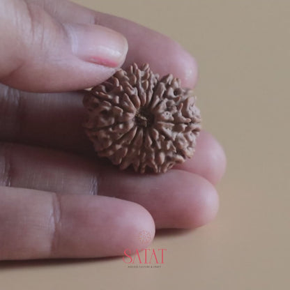 14 Mukhi Rudraksha Authentic Nepal Origin Collector Bead |