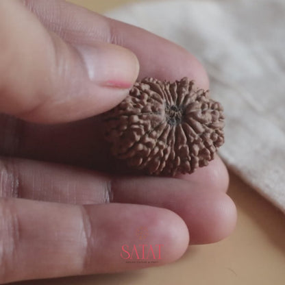 17 Mukhi Rudraksha Nepal Origin Collector Bead