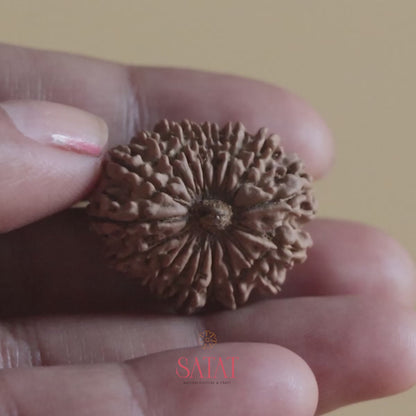 17 Mukhi Rudraksha Nepal Origin Collector Bead