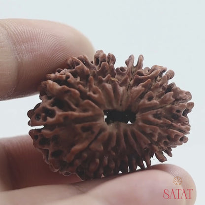 Natural 14 Mukhi Rudraksha Bead | Nepal Origin | Certfired by an ISO-recognised Lab- RGL | Exclusive Collecter Bead | Bead Size: 32mm (approx)