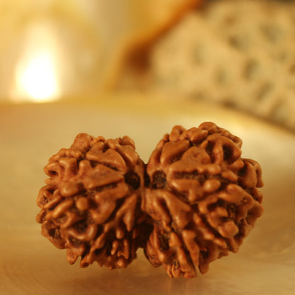 Gauri Shankar Rudraksha by Satat