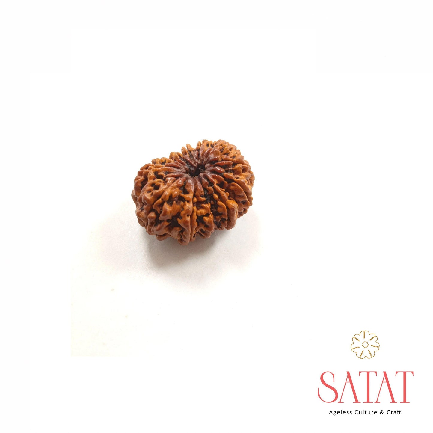 12 Face Nepal Rudraksha With Certificate