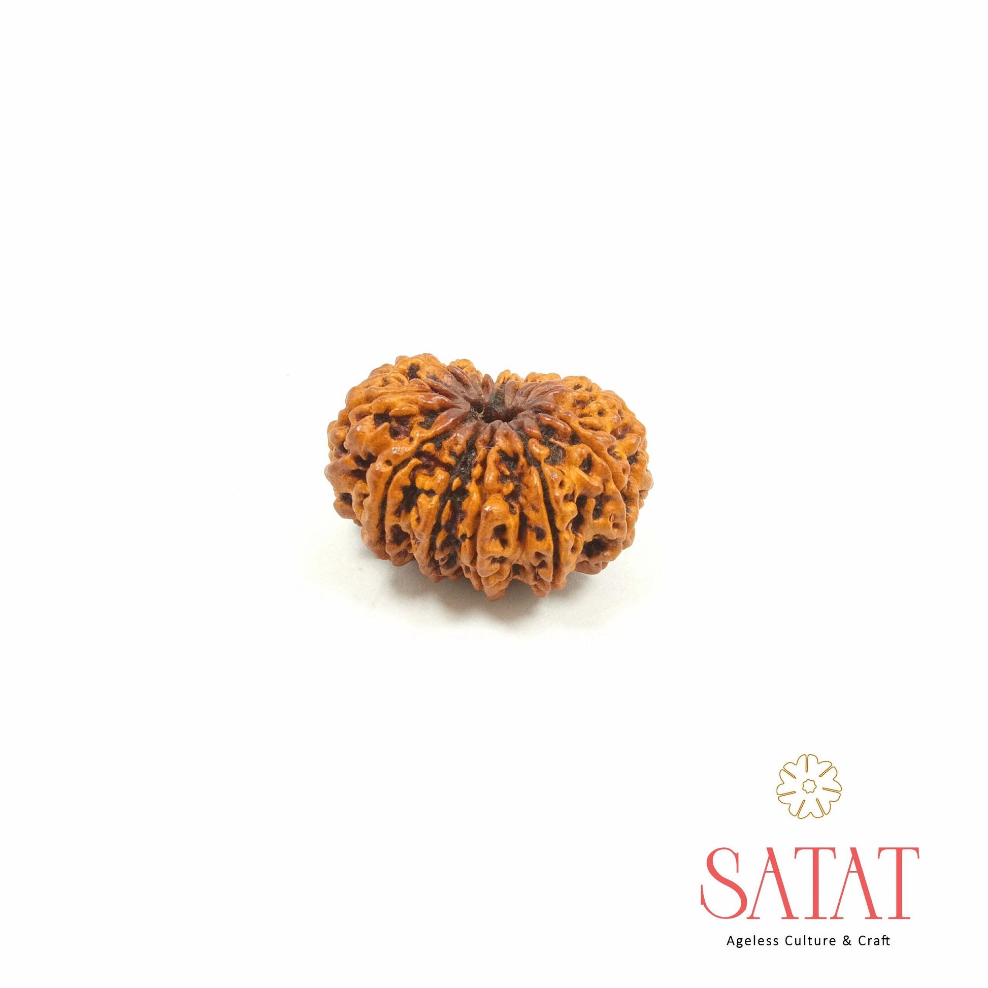 Tweleve Mukhi Rudraksha Nepal Origin