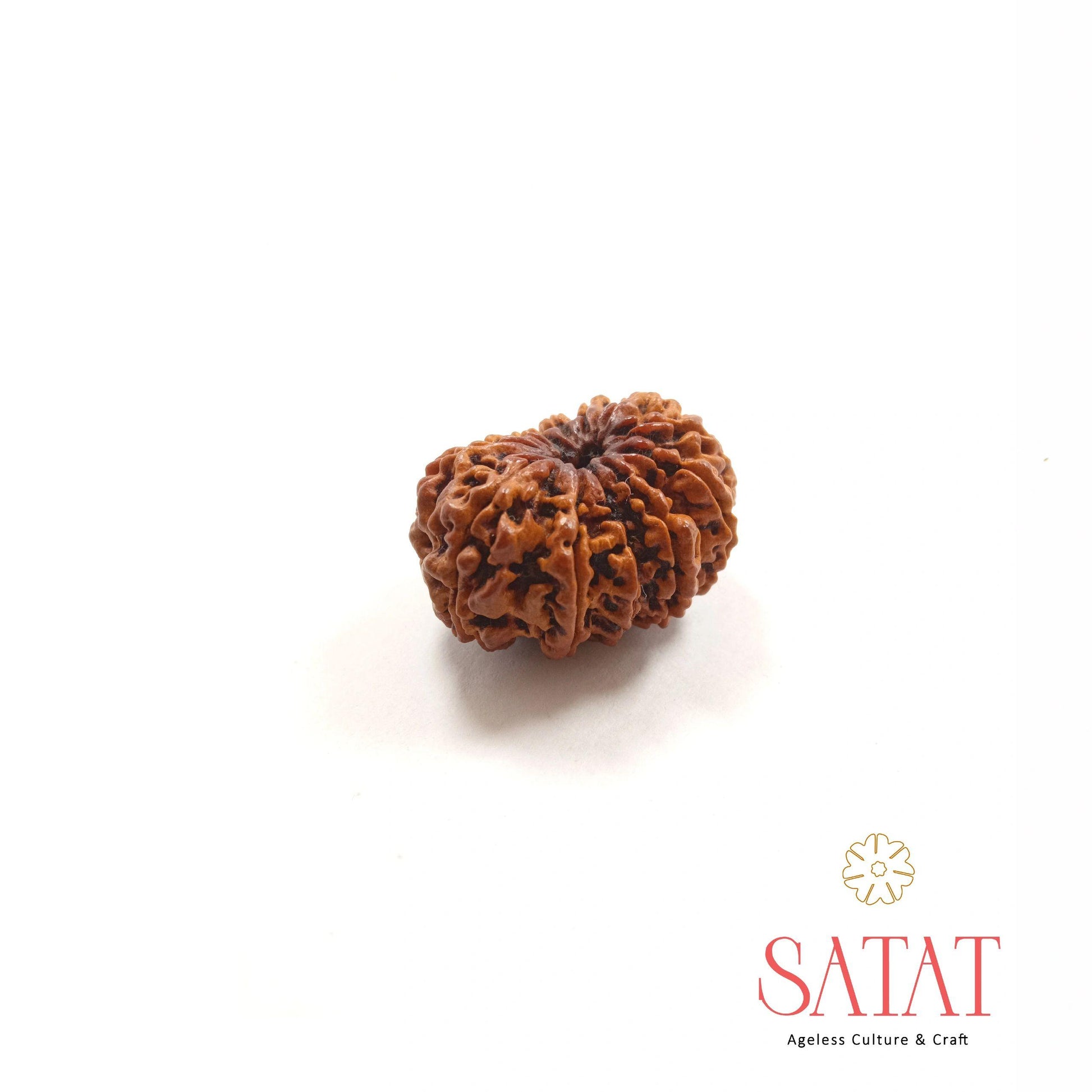 Nepali 12 Mukhi Rudraksha Bead