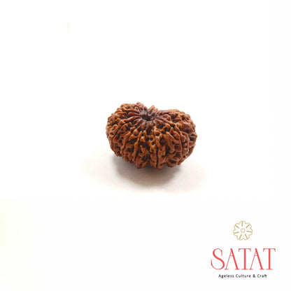 Nepali 12 Mukhi Rudraksha Bead