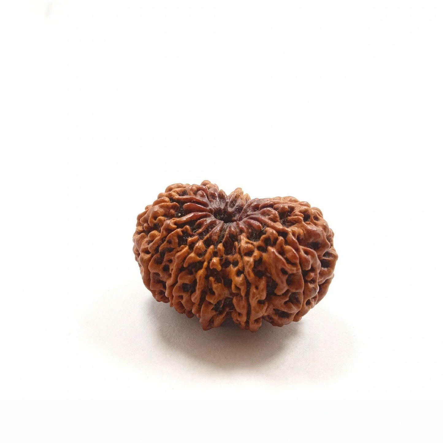 Original 12 Mukhi Nepal Rudraksha with Certificate