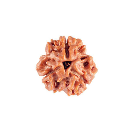 Three Face Nepal Rudraksha With Certificate