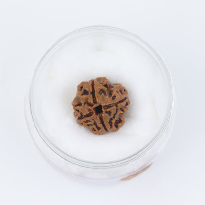 4 Mukhi Nepal Rudraksha Bead | Premium Size | with Certificate