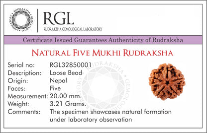 Rudraksha Mala with 5 Mukhi Nepal Rudraksha Chandi Locket