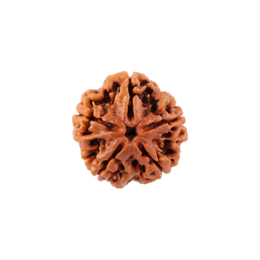 5 Face Nepal Rudraksha With Certificate