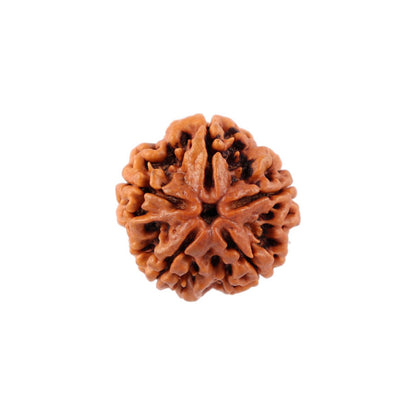 5 Face Nepal Rudraksha With Certificate