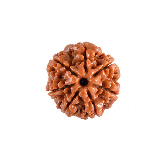 7 Face Nepal Rudraksha With Certificate