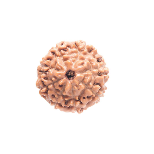 8 Face Nepal Rudraksha With Certificate