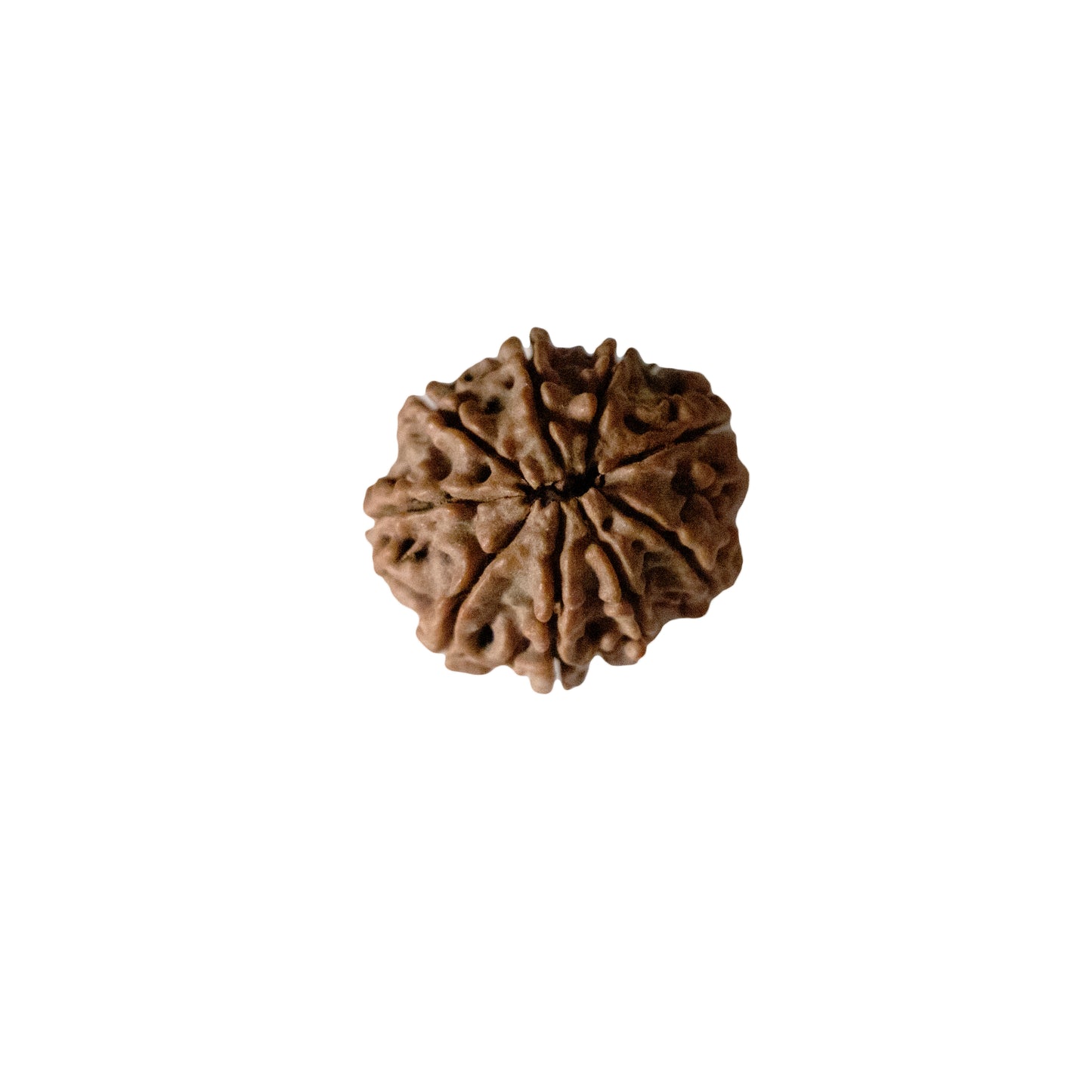9 Face Nepal Rudraksha Bead With Lab Certificate