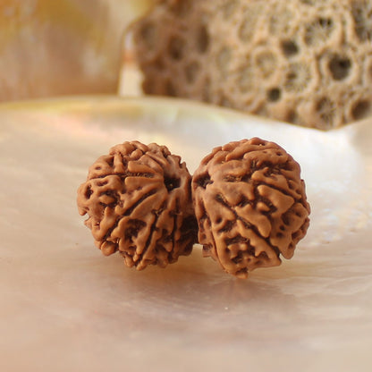 Gauri Shankar Rudraksha