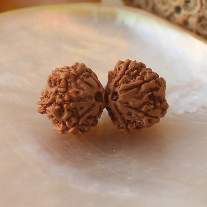 Gauri Shankar Rudraksha Bead