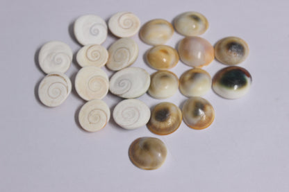 Gomti Chakra shankha