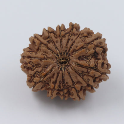 13 Mukhi Nepal Rudraksha Bead | Lab Certified