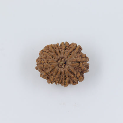 12 Mukhi Nepal Rudraksha Bead | Lab Certified