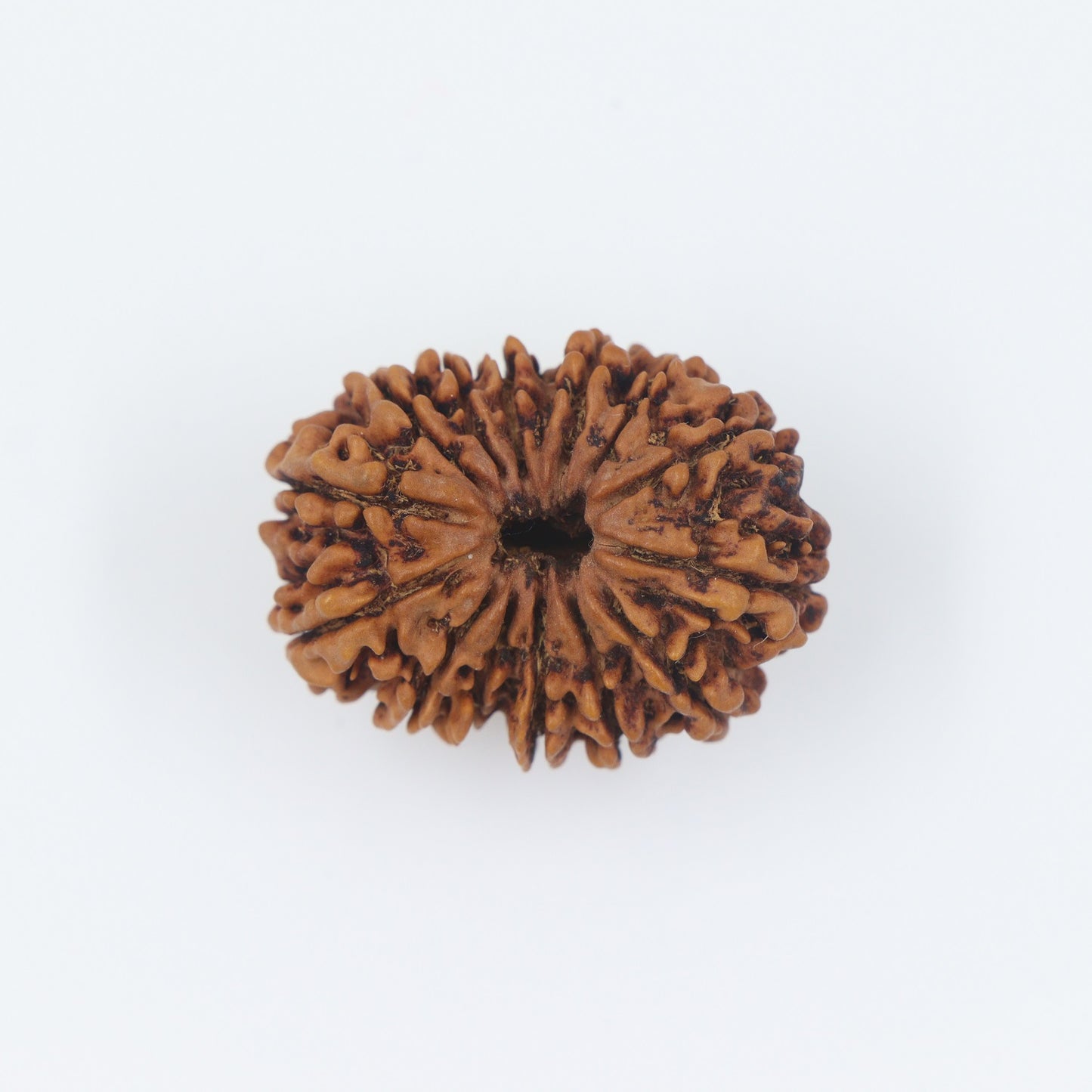 14 Mukhi Nepal Rudraksha Bead | Lab Certified