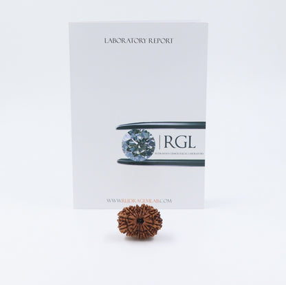 14 Mukhi Nepal Rudraksha Bead | Lab Certified